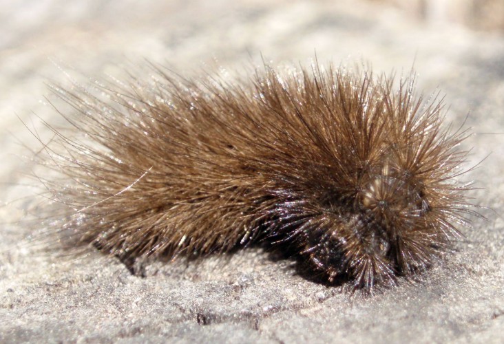 Bruco di Arctiidae per determinare